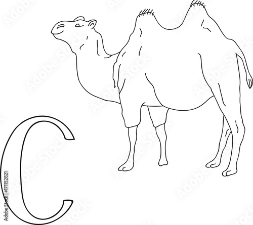 C Is For Camel Coloring Page  MiaUnikate