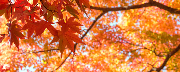 Wall Mural - Autumn Japanese maple tree background with copyspace
