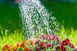 Closeup view of a watering beautiful garden flowers