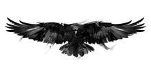 Isolated Black And White Illustration Of A Flying Bird Crow Front