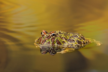 Wall Mural - Ornate Horned Frog in golden waters