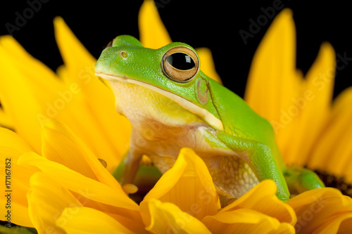 Zdjęcie XXL Drzewna żaba na kwiacie