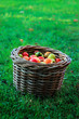 Wattled basket filled with red and yellow tomatoes  on a green grass background