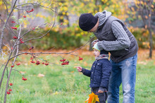 The Father Cares For The Son In The Autumn Park Against The Background Of A Mountain Ash Branch