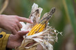 Farmer holding corn with disease