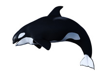 3D Rendering Orca Killer Whale Calf On White