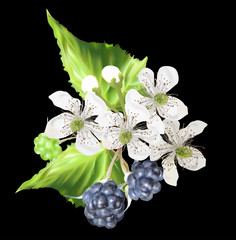 Wall Mural - ripe blackberries and flowers on black