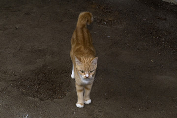 Yellow cat isolated with brown background.visible noise due to high iso