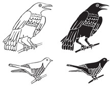 Birds Crows And Cuckoo