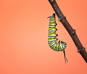 Wall Mural - A Monarch caterpillar hanging in a J shape on a milkweed. Filaments have become slightly limp and twisted just before pupating.