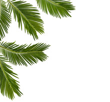Tropical Leaf Palm Tree Cycas Revoluta (Sotetsu, Sago Palm, King Sago, Sago Cycad, Japanese Sago Palm) On A White Background. Top View, Flat Lay.
