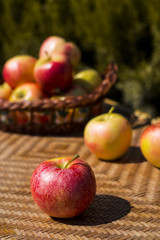 Wall Mural - Autumn harvest concept. Red apples on a straw wicker table and in a basket