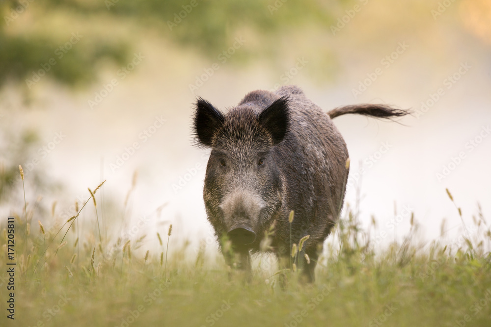 Wild boar in fog - obrazy, fototapety, plakaty 