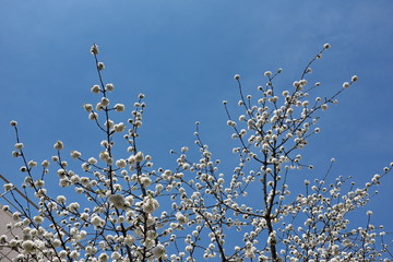 Poster - arbres aux branches fleuries de blanc, ciel bleu