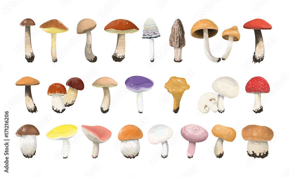 Edible mushrooms set. - obrazy, fototapety, plakaty 
