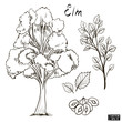 Sketch of an elm