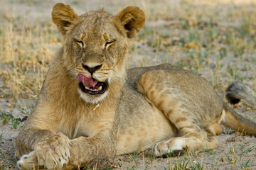 Wall Mural - Adolescent Lion , resting with eyes closed and licking lips.  Content and relaxed Lion, Hwange, Zimbabwe