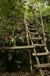 Forest Ladder