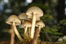 Mushrooms In The Forest Floor