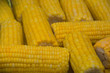 Yellow corn on the cob 