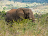 Fototapeta Sawanna - male African bull elephant