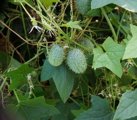 Balsam Apple