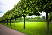 Alley Of Trimmed Trees In Antique The Catherine Park, Saint Petersburg. Stylish Geometric Garden Design. Perfect Lawn. Summer, Summertime. Tree Forms. Beautiful Landscape For Prints, Posters, Design.
