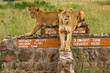 Lions resting on road sign in Nairobi National Park in Kenya