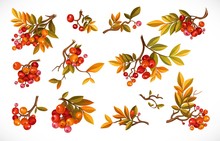 Set Of Branches With Leaves And Red Berries Isolated On White Background