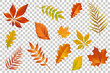 Autumn falling leaves isolated on transparent background. Vector illustration.