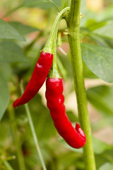 Two Chili Pepeprs Growing in a Garden