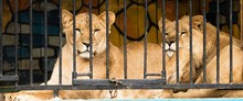Lion In A Cage