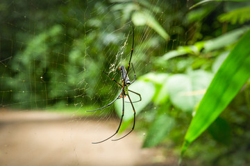 Black spider on the spiderweb
