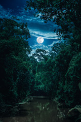 Wall Mural - landscape of sky with clouds and moon over serenity nature in forest.