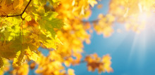 Yellow Maple Leaves In Autumn With Beautiful Sunlight
