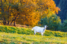 A White Goat Grazing On A Meadow At The Edge Of A Forest In Autumn At Sunset.