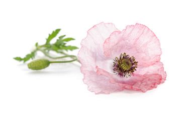 Wall Mural - pink poppy on white background