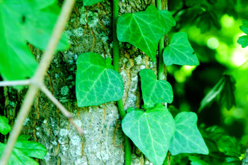 Parasite Plant on Tree