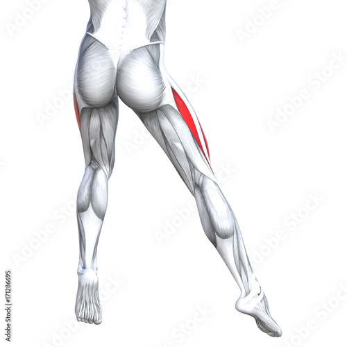 Concept Conceptual 3d Illustration Fit Strong Back Upper Leg Human Anatomy Anatomical Muscle Isolated White Background For Body Medical Health Tendon Foot And Biological Gym Fitness Muscular System Buy This Stock