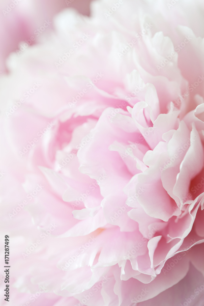 beautiful pink peony flower background - obrazy, fototapety, plakaty 