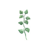 Fototapeta  - Bright watercolor leaf isolated