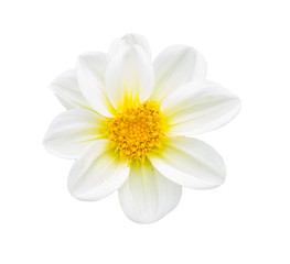 White chrysanthemum isolated on white background