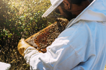 Wall Mural - Beekeeper working collect honey.