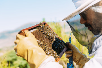 Wall Mural - Beekeeper working collect honey.