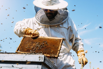 Wall Mural - Beekeeper working collect honey.