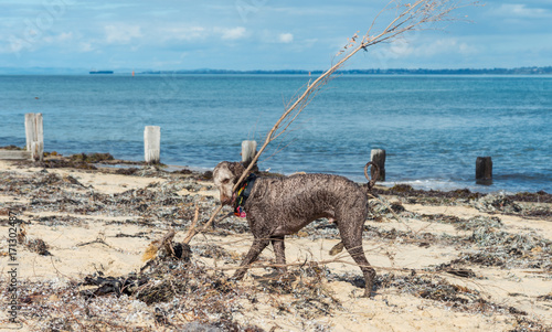 Standard Poodle Dog On A Beach In Melbourne Australia Buy This