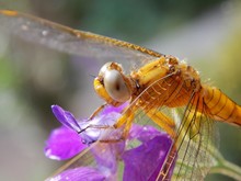 Orange Dragonfly On A Purple Flower