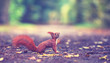Herbst im park - Eichhörnchen