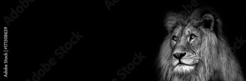 Cuadros en Lienzo High contrast black and white of a male African lion face