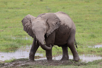 Wall Mural - Afrikanischer Elefant im Sumpfgebiet des Amboseli Nationalpark, Kenia, Ostafrika